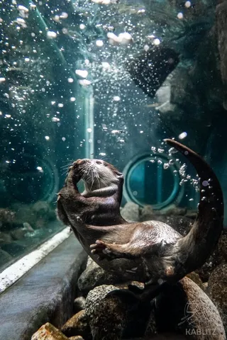 水中を遊泳するカワウソ