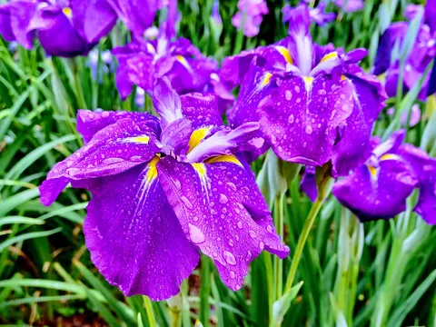 雨粒きらめく紫の宝石