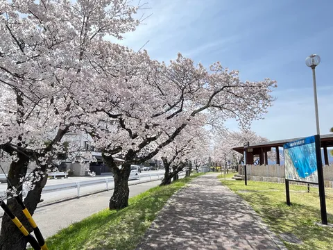 桜並木と光の道