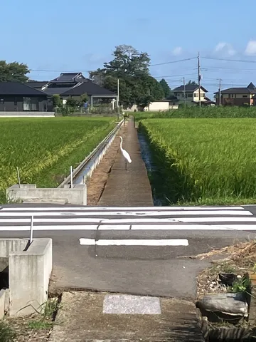 白鷺、田園の小径を行く