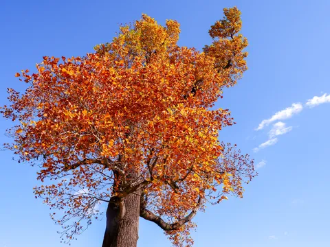 鮮やか！青空と紅葉のコントラスト