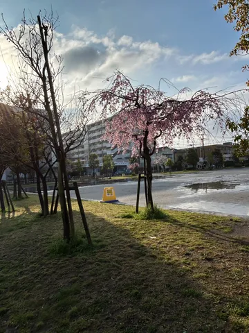 春を待つ、しだれ桜の蕾