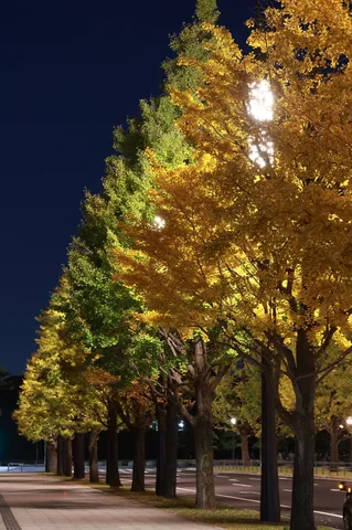 夜空に映える並木道