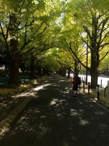 木陰の並木道の微光
