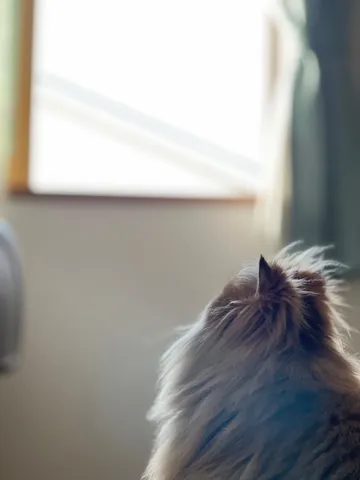 窓辺のふわふわ耳元