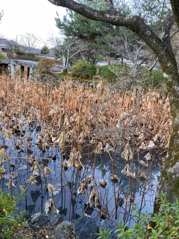 枯山水の静寂、静けさの池