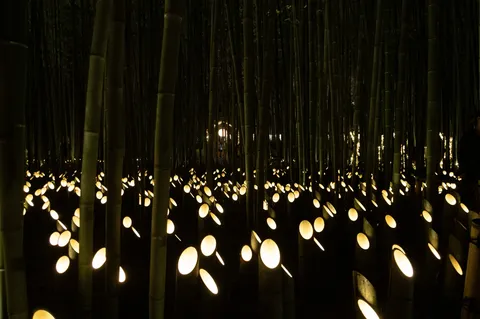 竹林に灯る静かな光景