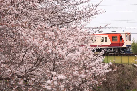 桜越しの春列車