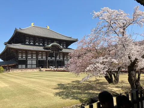 古都を彩る桜と大仏殿