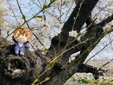 桜の枝で、春のひととき