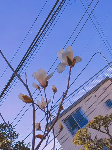 電線と春の訪れ