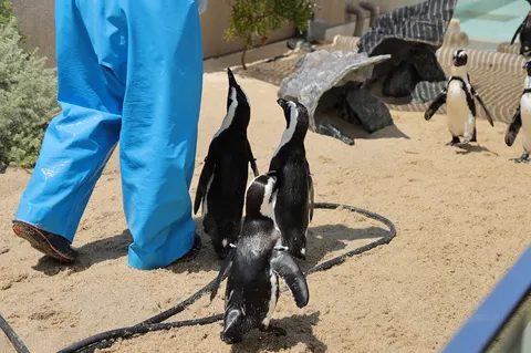 ペンギンたちの好奇心ダッシュ