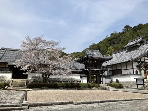 瓦屋根と桜咲く境内