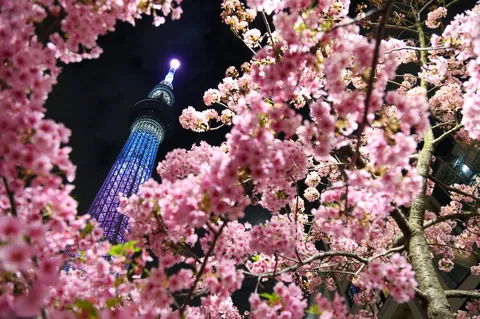 桜に抱かれた光の塔