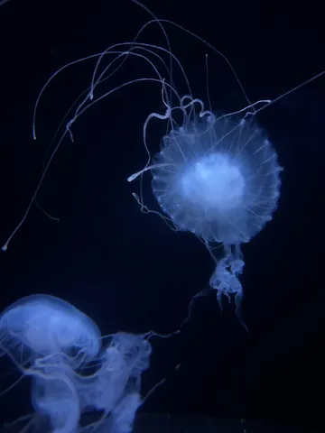 深海に漂う神秘の光