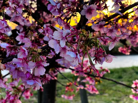 夕日にきらめく桜の花
