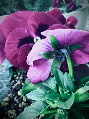 紫の花の静かな瞬間
