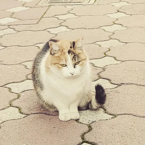 石畳に佇む三毛の謎