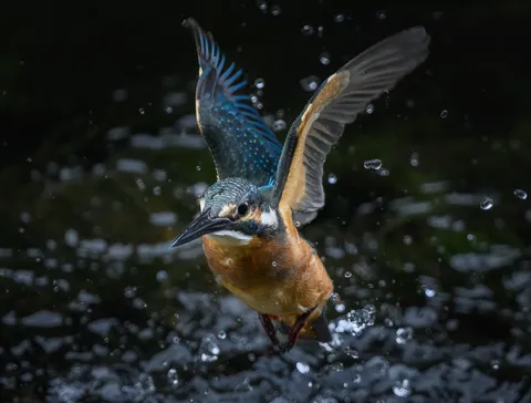 水しぶき弾ける、鮮やかな一瞬
