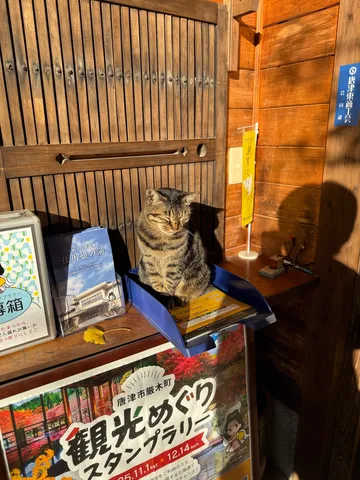 木漏れ日の猫と木の扉