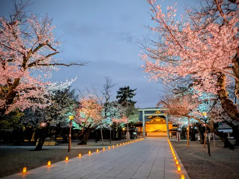 宵の桜路、灯りの誘い