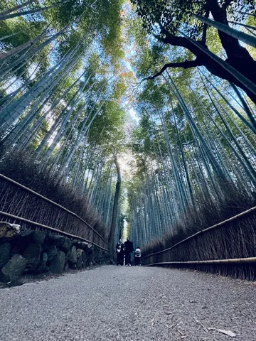 光が誘う竹の道