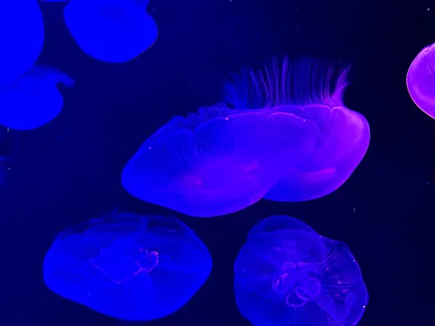 青と紫の幻想世界