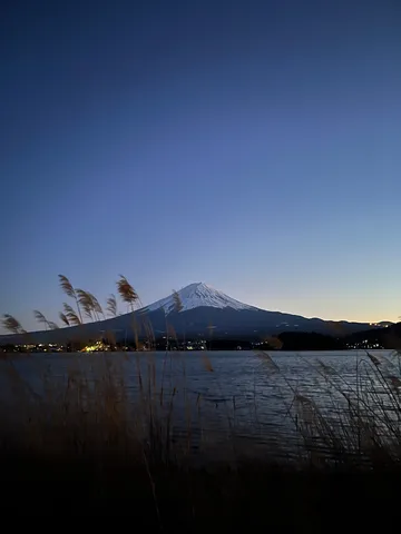 湖畔に佇む富士山、風に揺れる穂