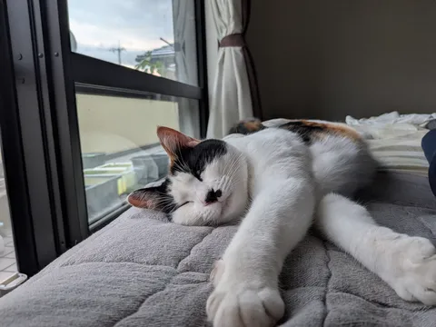 窓辺でひと眠り猫の午後