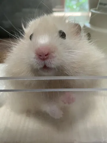 ふわふわの瞳に見つめられて