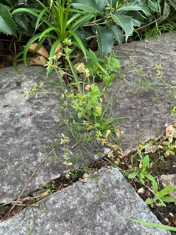 石畳の隙間に息づく生命力