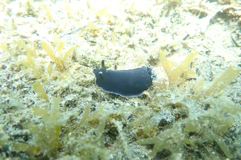深海のかくれんぼマスター