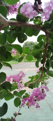 花と葉がつなぐ風景