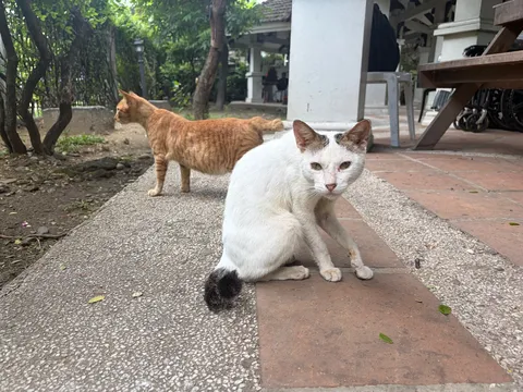 路地の猫ふたりの午後
