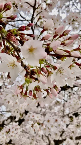 桜の蕾と満開のコントラスト