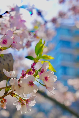 春の訪れ、街角の桜