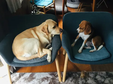 椅子でくつろぐ犬たちの時間