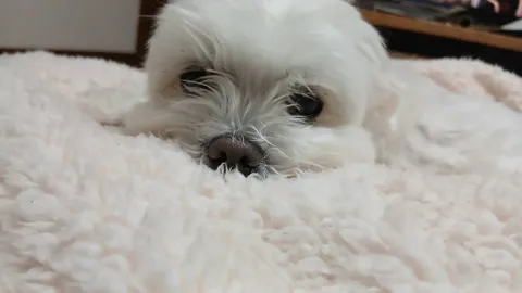 もふもふ