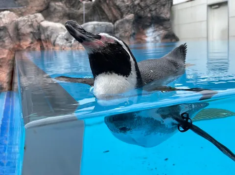 水面からこんにちは！ペンギンの水中散歩