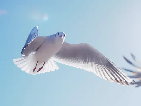 青空を横切る一羽