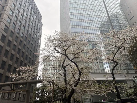 都会と桜の静かな路地