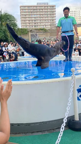 水上スリリングな海獣ショー