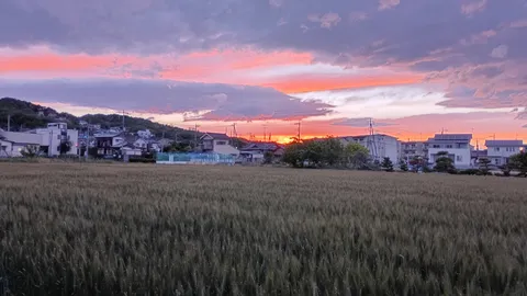 夕焼けに染まる麦畑と街並み