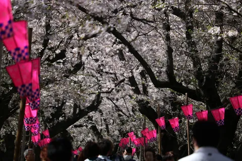 桜と提灯、春の祭典