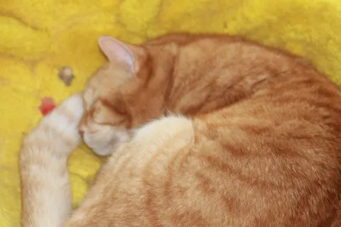 すやすや眠る猫のまったり時間