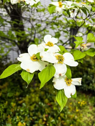 清楚な白い花、木漏れ日。