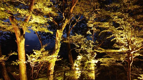 夜に灯る木漏れ日の残像