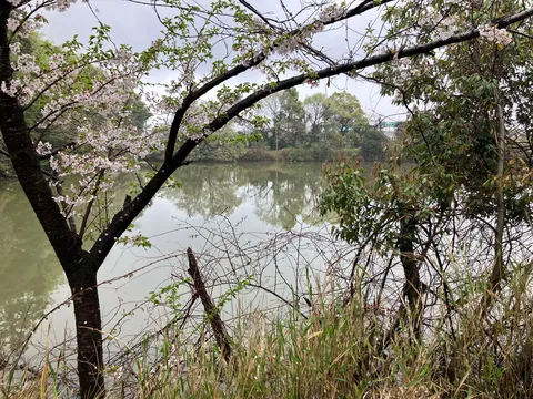 春の訪れ、川辺の桜