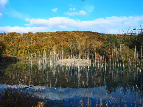 秋の水鏡に揺れる木々