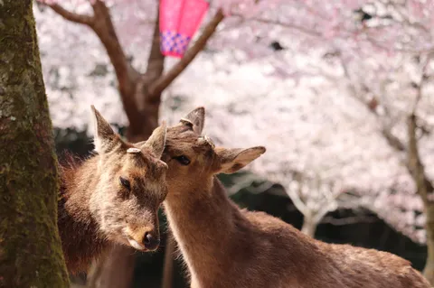 桜と鹿のほほえましい時間